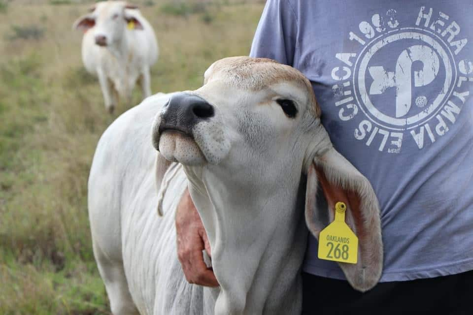 A person wearing a blue t-shirt has their airm over a white cow with an ear tag