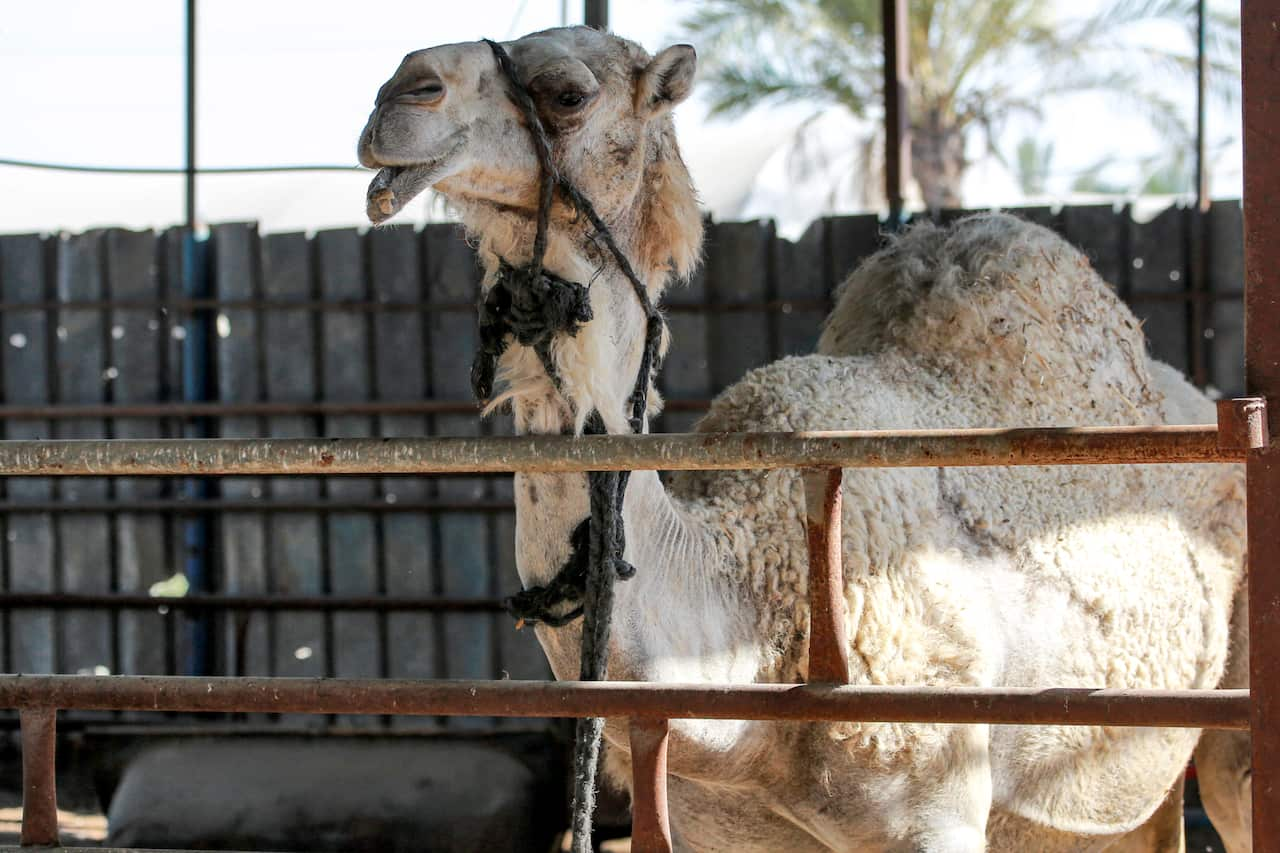 A camel in a cattle pen