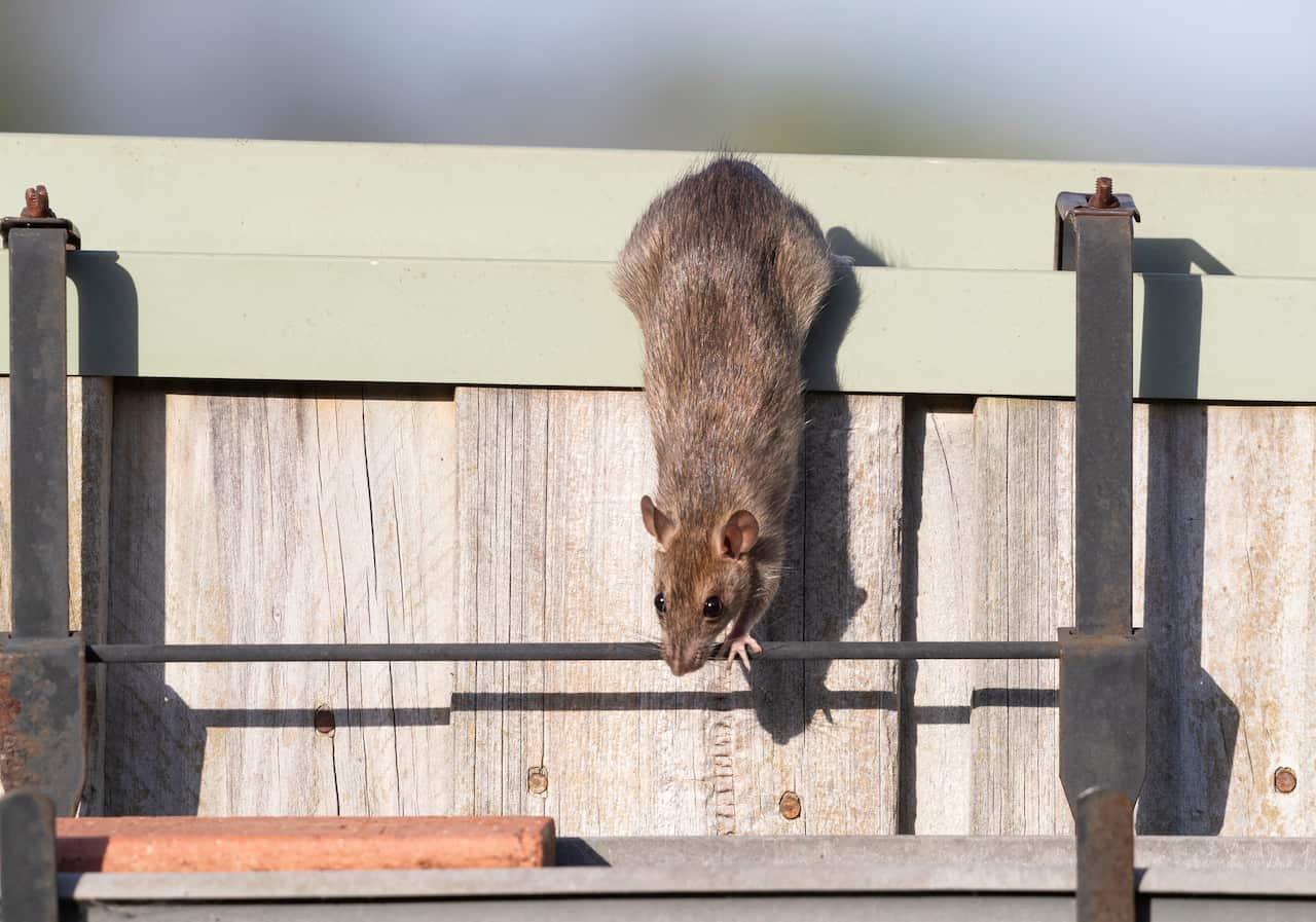 Australia Explained - Pests