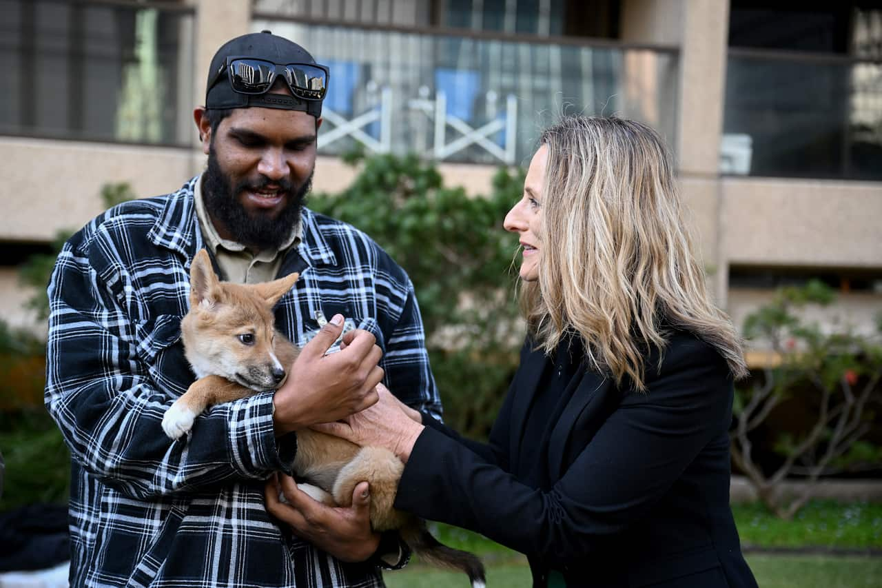 NSW PARLIAMENT DINGO PUPPIES VISIT