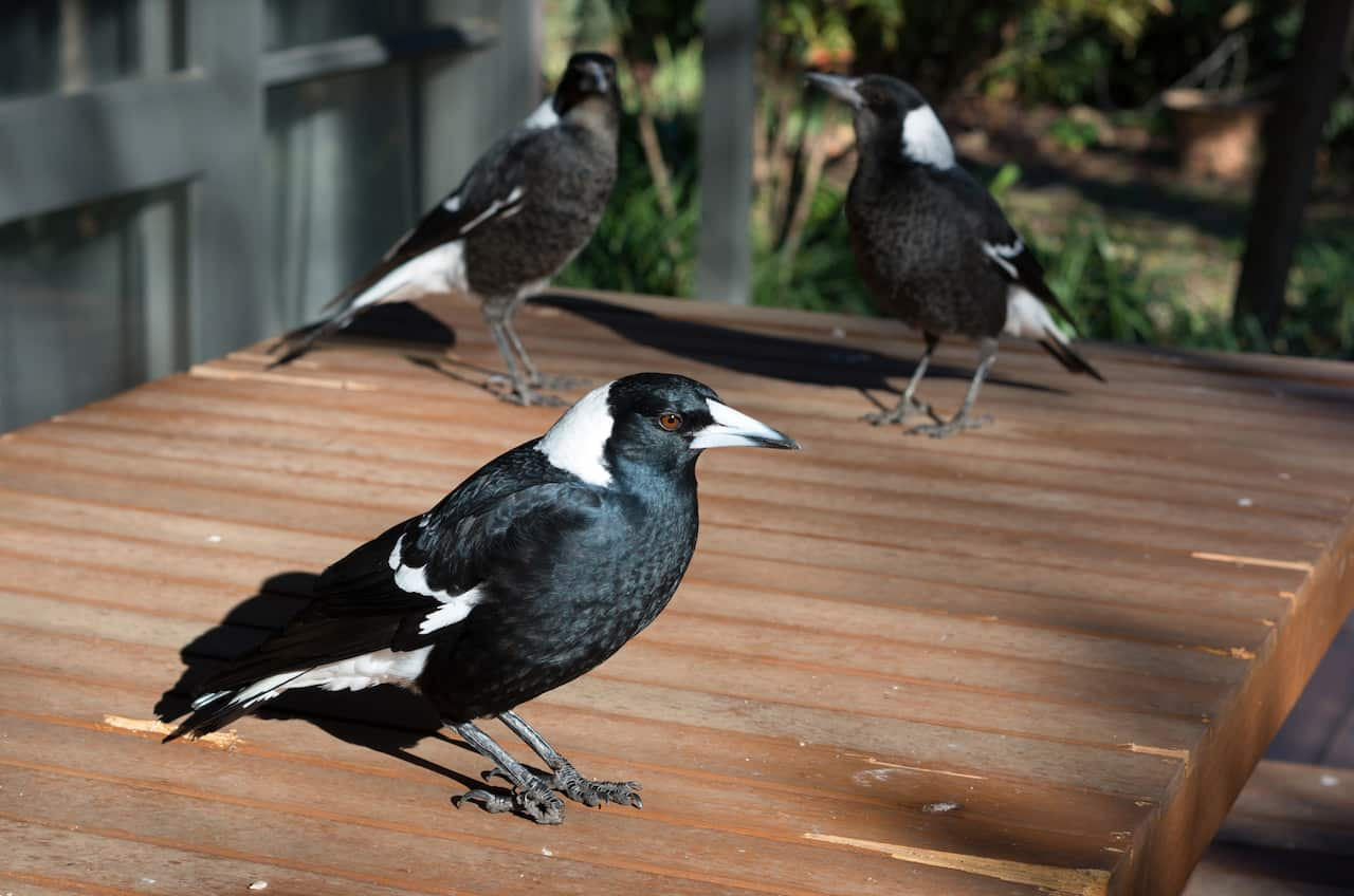 Three Australian magpies standing on a wooden outdoor table in the backyard of a suburban house.