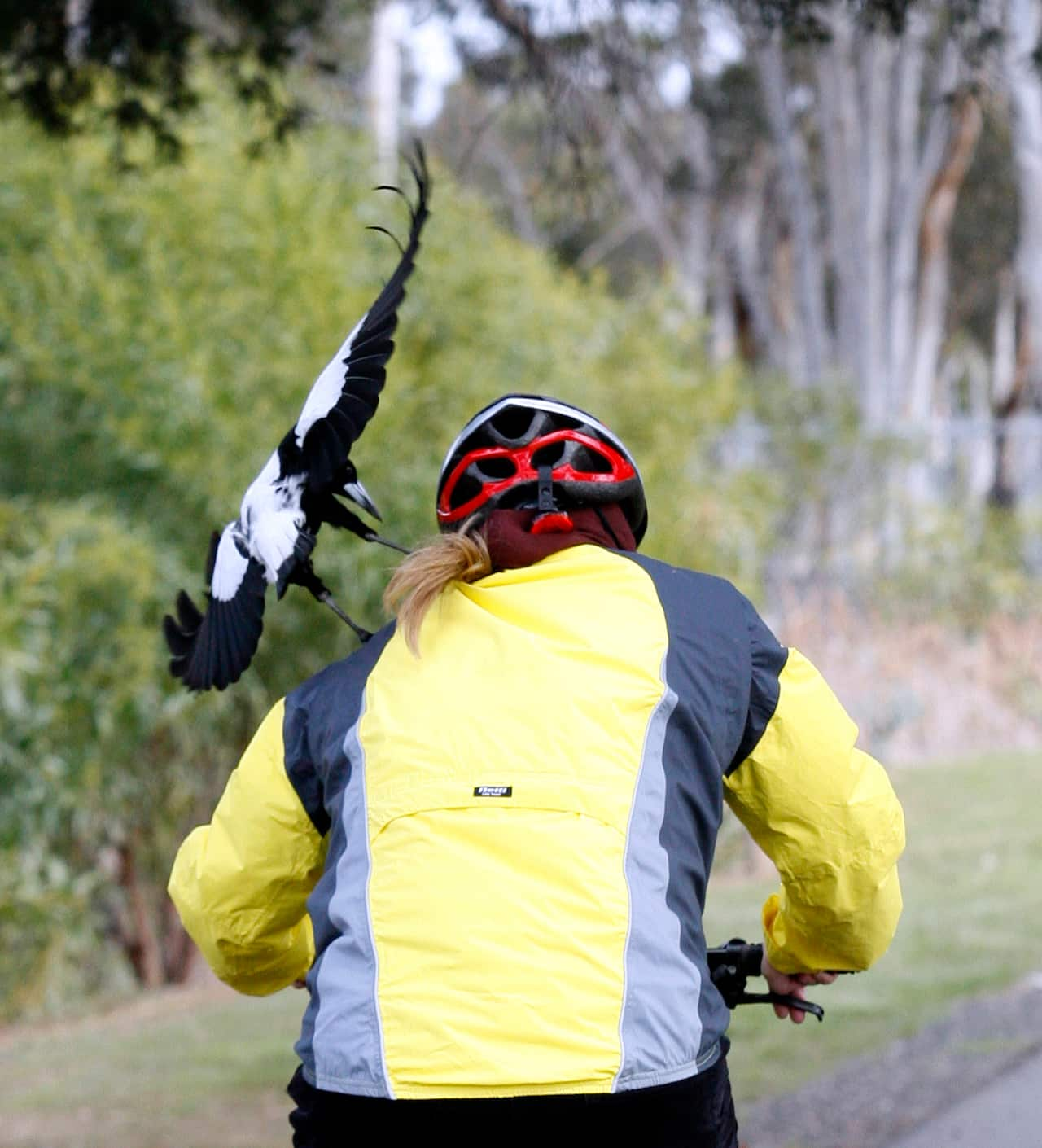 A magpie swoops on a cyclist.