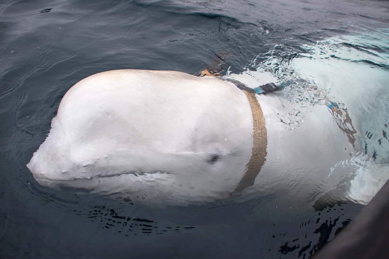 A white beluga whale wearing a harness surfaces above the water. 