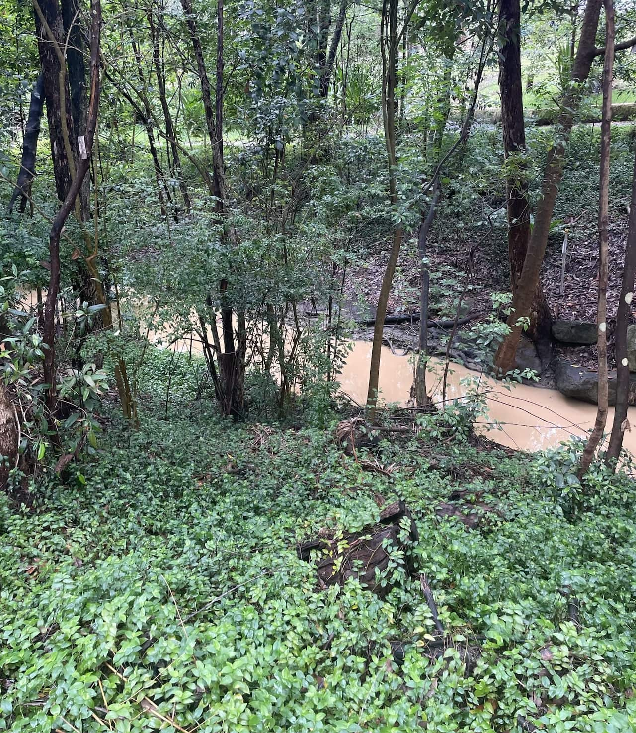 A murky creek runs through a national park.