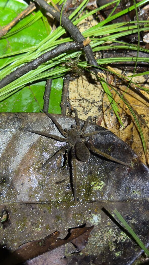 Daring British adventurer discovers source of uncharted Amazon river - Huge spider spotted by Ash Dykes' on the expedition. Photo released September 1