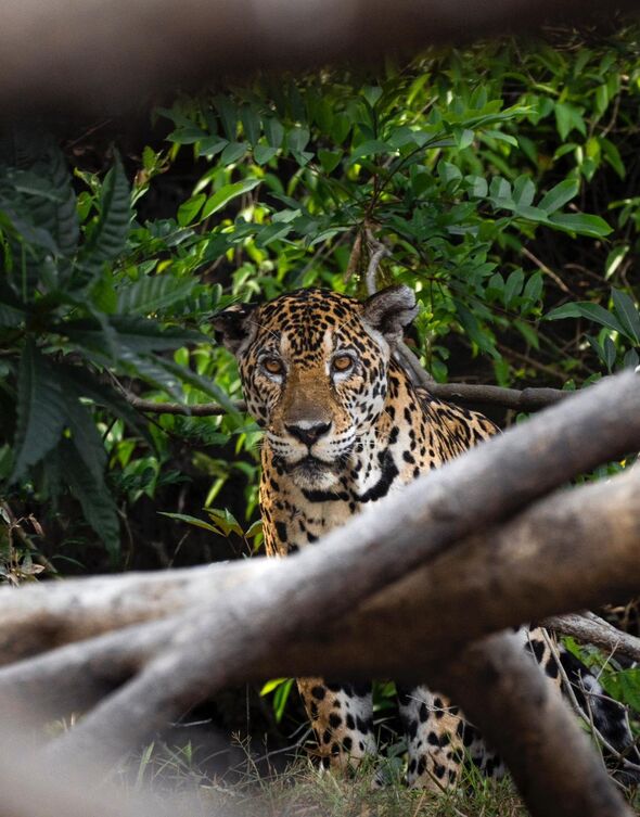 Brit explorer becomes first person to travel the length of uncharted amazon river- Wildlife in Suriname, South America. Photo released October 8 2024.