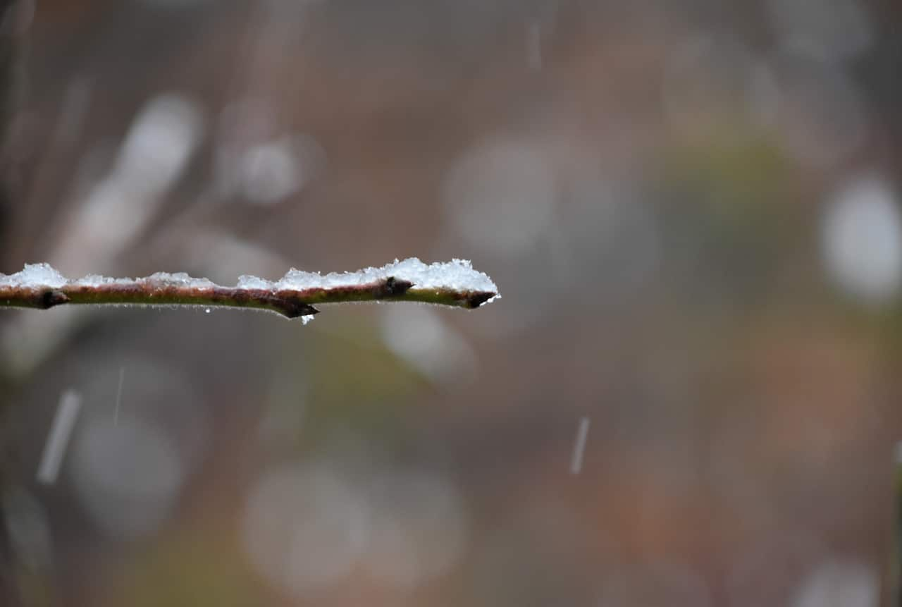 Snow on a twig as it rains in the background.