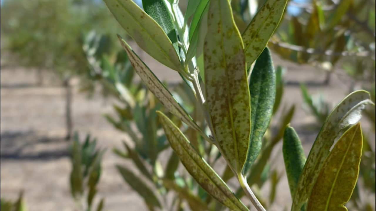 Black tar spots may develop on the surface of leaves as a result of the lace bug. 