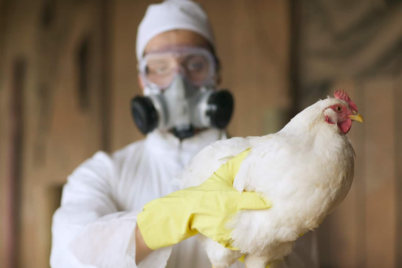 A person wearing a hazmat suit holding a chicken.