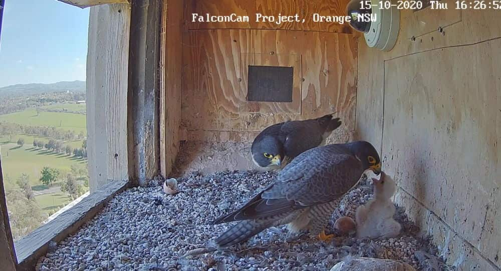 A mother and father peregrine falcon in an alcove of a water tower, one of the adults is feeding a chick.